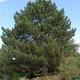 Austrian Pine